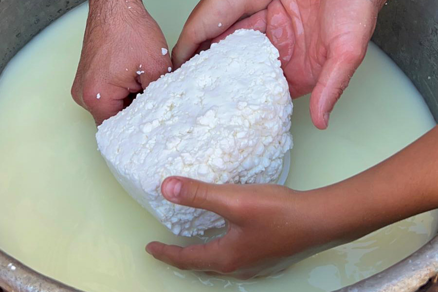Preparazione del formaggio pecorino di Mamoiada